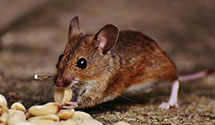 24 Hour & Emergency Exterminators in Laurence Harbor, NJ